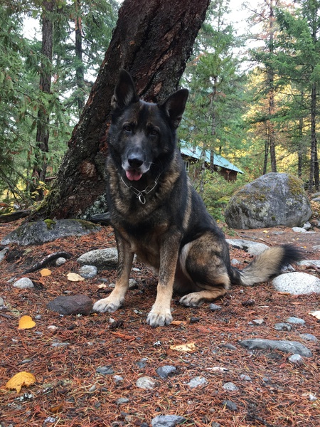 Entry image for Thor. Clicking this image will show a larger photo