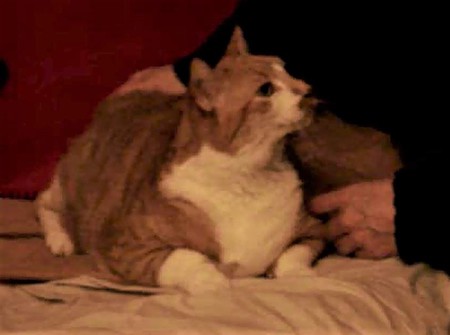 Entry image for Digger. Clicking this image will show a larger photo