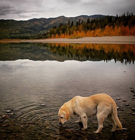 Entry image for Sully. Clicking this image will show a larger photo