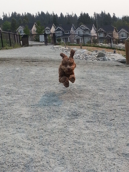 Entry image for Lexi. Clicking this image will show a larger photo