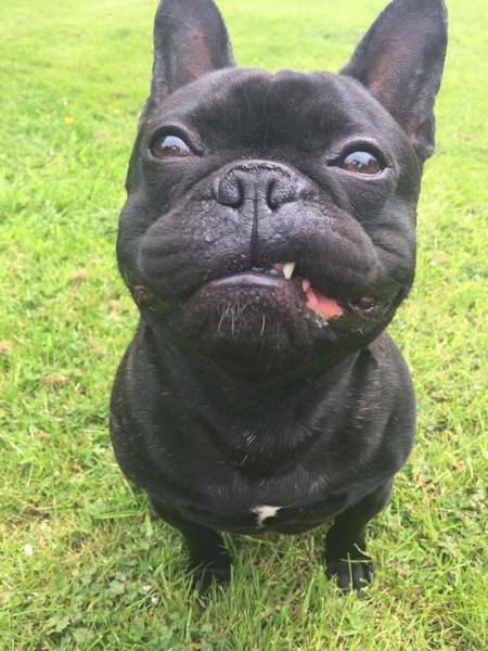 Entry image for Frank. Clicking this image will show a larger photo