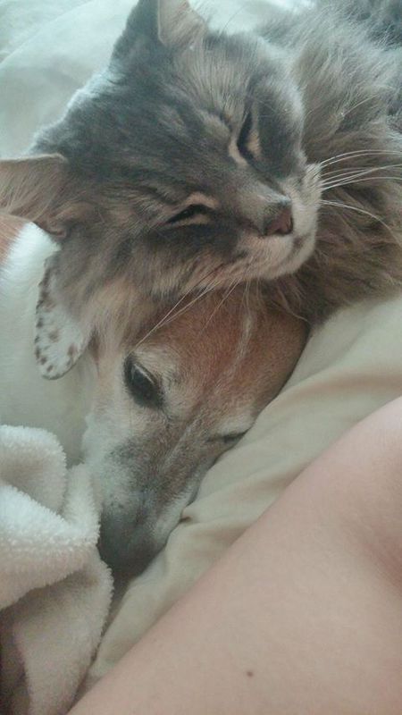 Entry image for Big Cat and Baxter. Clicking this image will show a larger photo