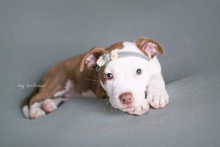 Entry image for Lily. Clicking this image will show a larger photo