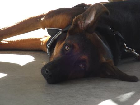 Entry image for Zelda. Clicking this image will show a larger photo