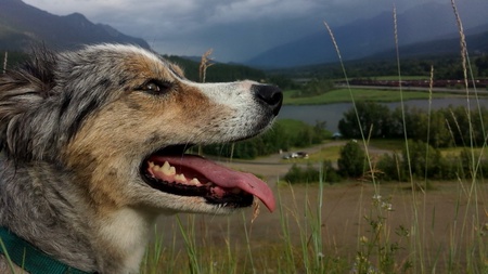 Entry image for Lily. Clicking this image will show a larger photo