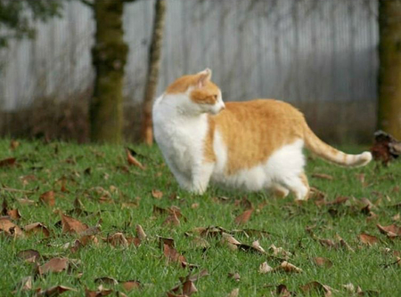 Entry image for Tom. Clicking this image will show a larger photo