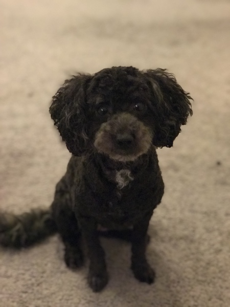 Entry image for Mocha. Clicking this image will show a larger photo