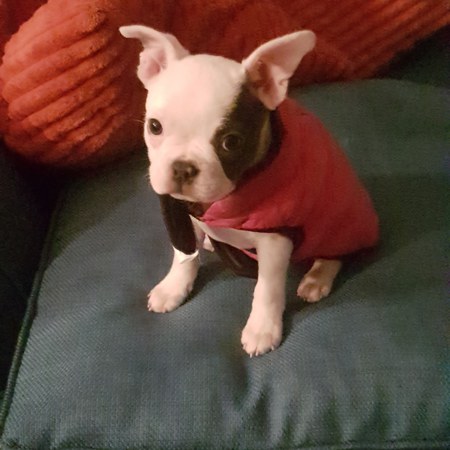 Entry image for Coco Nut. Clicking this image will show a larger photo