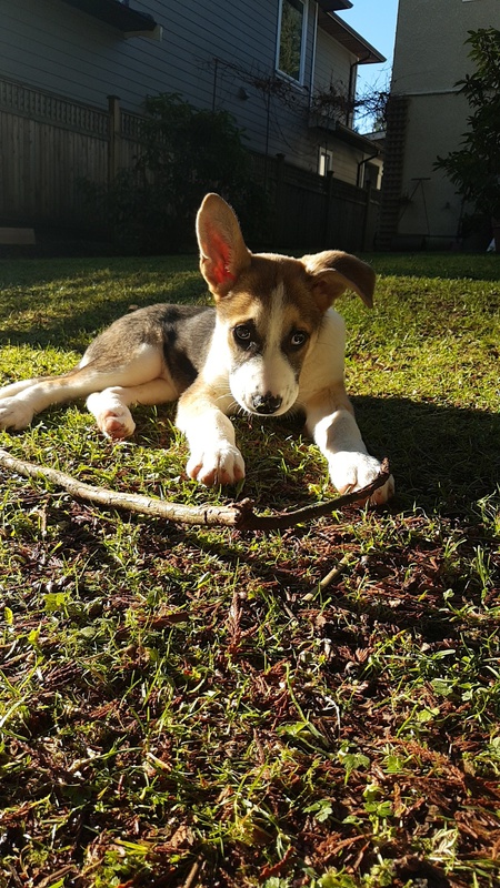 Entry image for Odin. Clicking this image will show a larger photo