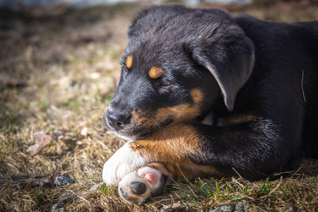 Entry image for Remy. Clicking this image will show a larger photo