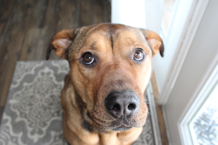 Entry image for Rex. Clicking this image will show a larger photo