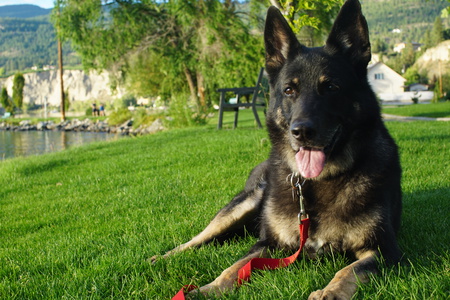 Entry image for Shadow. Clicking this image will show a larger photo