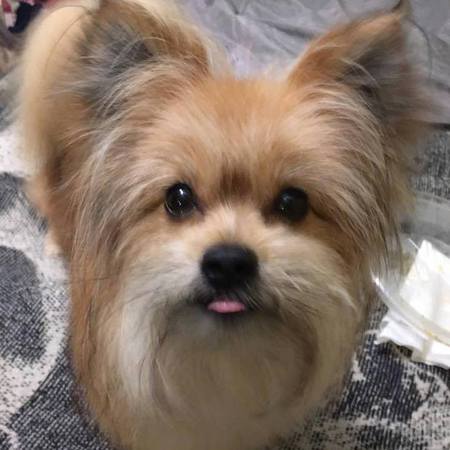 Entry image for Bear. Clicking this image will show a larger photo