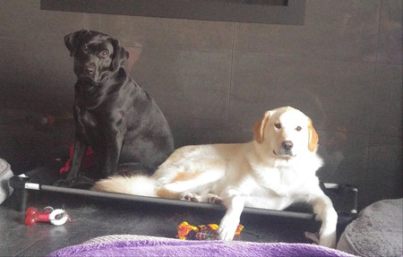 Entry image for Lily n Dexter. Clicking this image will show a larger photo