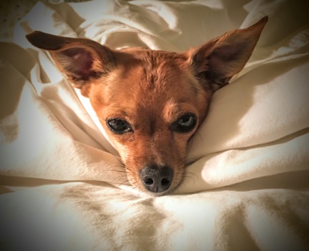 Entry image for Macs. Clicking this image will show a larger photo