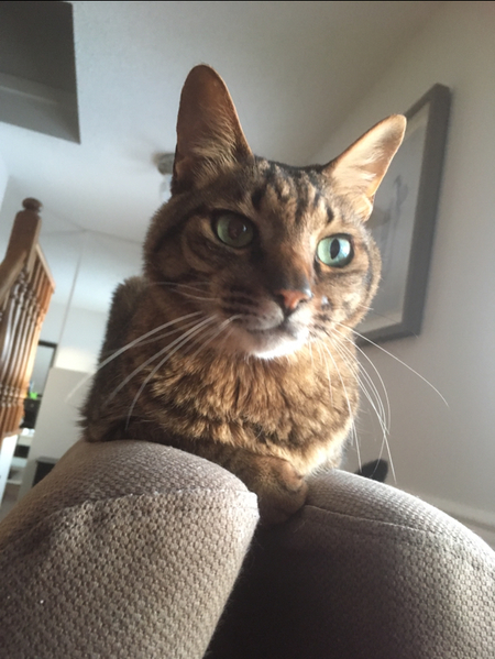 Entry image for Mulligan. Clicking this image will show a larger photo