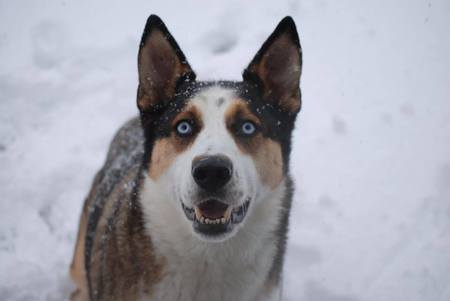 Entry image for Blue. Clicking this image will show a larger photo