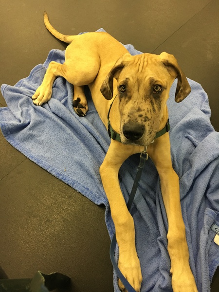 Entry image for Groot. Clicking this image will show a larger photo