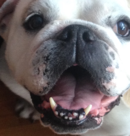 Entry image for Mona. Clicking this image will show a larger photo