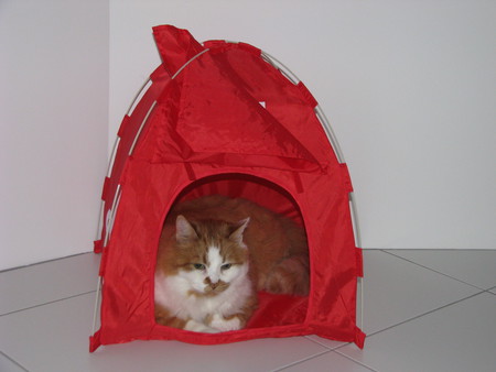 Entry image for Sebastian. Clicking this image will show a larger photo