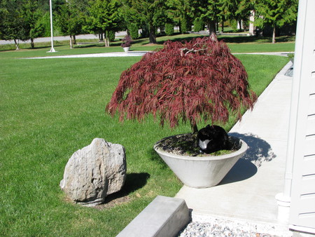 Entry image for Lucky. Clicking this image will show a larger photo