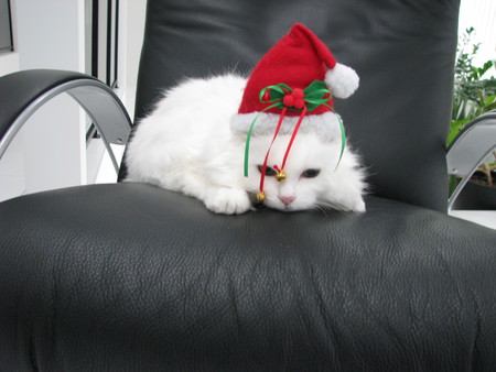 Entry image for Cottontail. Clicking this image will show a larger photo