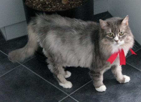 Entry image for Minnie. Clicking this image will show a larger photo