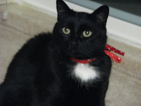 Entry image for Smokie. Clicking this image will show a larger photo