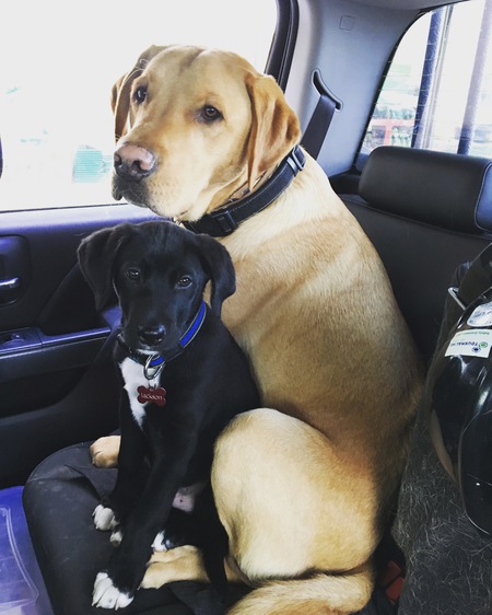 Entry image for Jackson. Clicking this image will show a larger photo