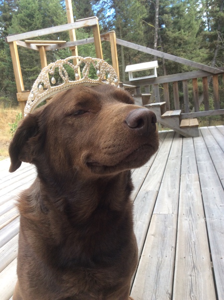 Entry image for Babette. Clicking this image will show a larger photo