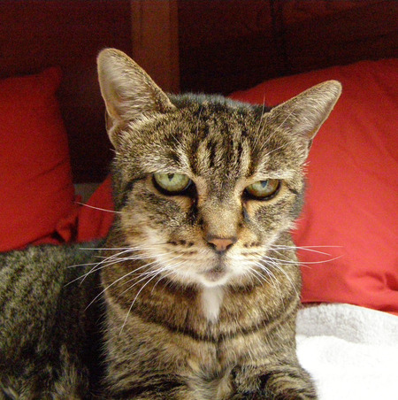 Entry image for Sabrina. Clicking this image will show a larger photo