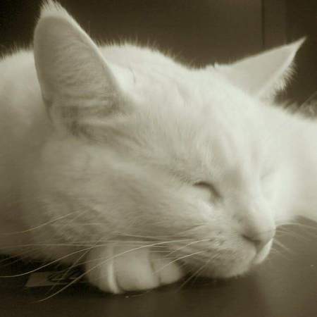 Entry image for Marshmellow. Clicking this image will show a larger photo