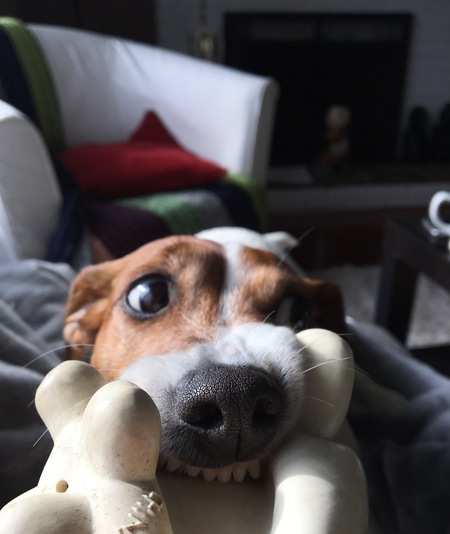 Entry image for Dottie. Clicking this image will show a larger photo