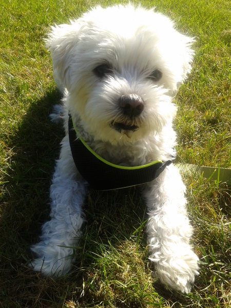 Entry image for ROMEO. Clicking this image will show a larger photo