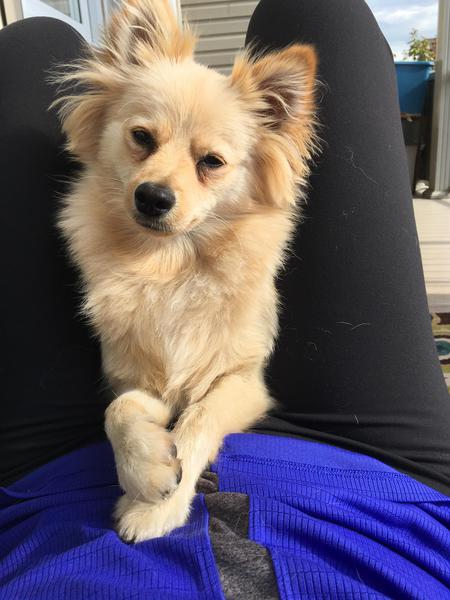 Entry image for Tig. Clicking this image will show a larger photo