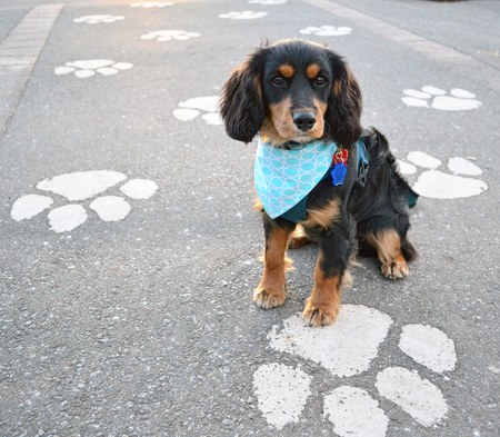 Entry image for Tobi. Clicking this image will show a larger photo