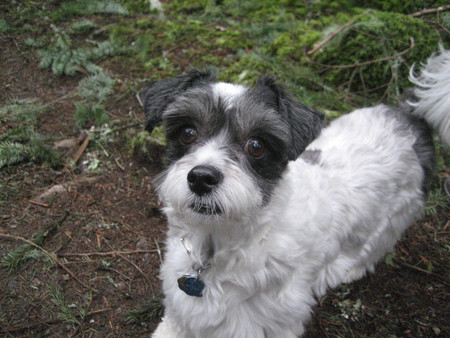 Entry image for Frankie. Clicking this image will show a larger photo