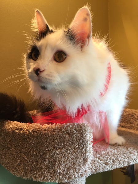 Entry image for George. Clicking this image will show a larger photo