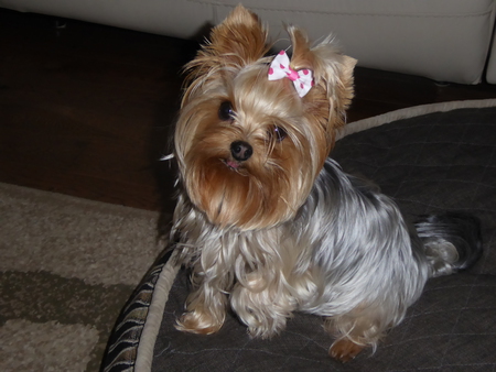 Entry image for Elle Mae. Clicking this image will show a larger photo