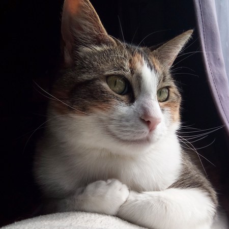 Entry image for Tansy. Clicking this image will show a larger photo