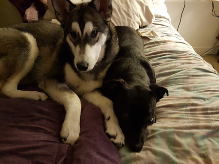 Entry image for Tifa and Koda . Clicking this image will show a larger photo