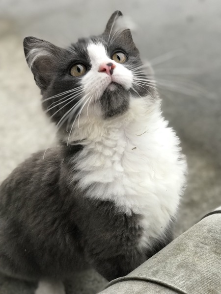 Entry image for Comet. Clicking this image will show a larger photo