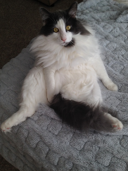 Entry image for Karl. Clicking this image will show a larger photo