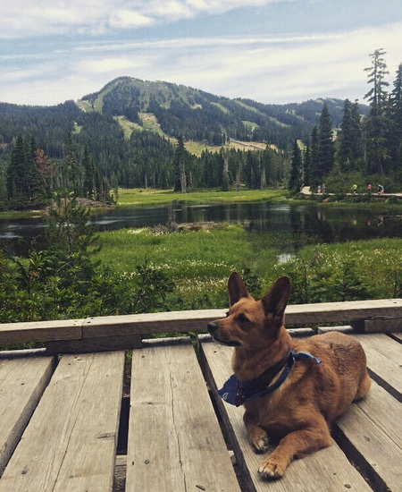 Entry image for Brutus. Clicking this image will show a larger photo