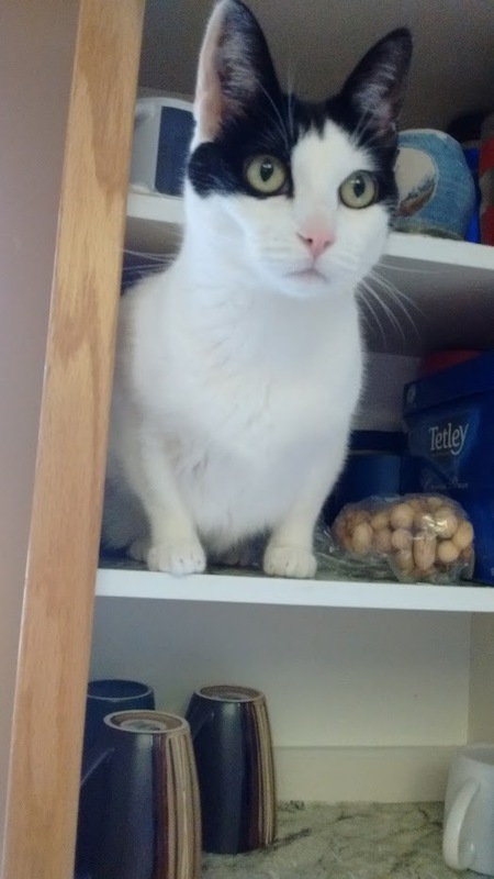 Entry image for Oreo. Clicking this image will show a larger photo