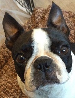 Entry image for Sweetie. Clicking this image will show a larger photo