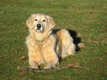 Entry image for Bounder. Clicking this image will show a larger photo