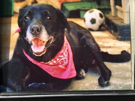 Entry image for Tikka . Clicking this image will show a larger photo