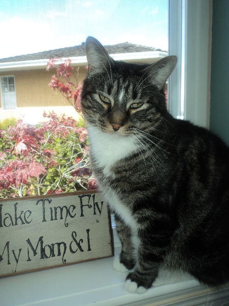 Entry image for Petey. Clicking this image will show a larger photo