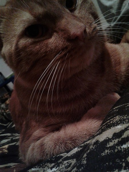 Entry image for Pumpkin . Clicking this image will show a larger photo